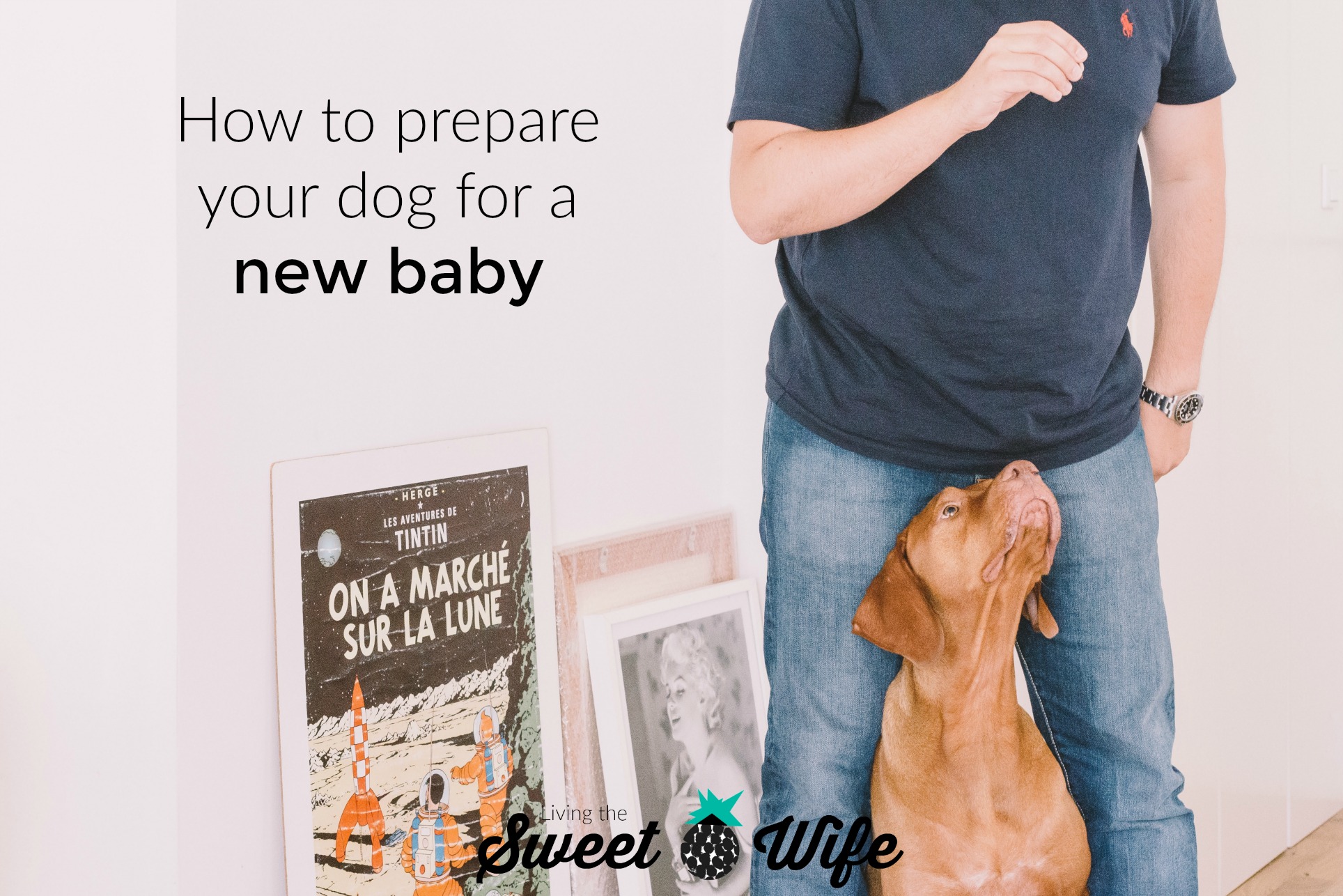 Bringing home a new baby can be an exciting AND scary time! Every member of your family, including the furry ones, are going to face a lot of changes and at times, if can be hard for dogs to cope- even the most family-friendly ones! But don’t lose hope, there are several ways you can prepare your dog for the arrival of a newborn before and during the transition. 